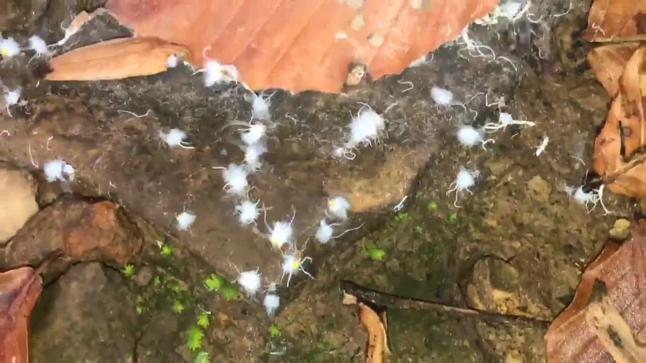 Guy finds strange bugs on his hike