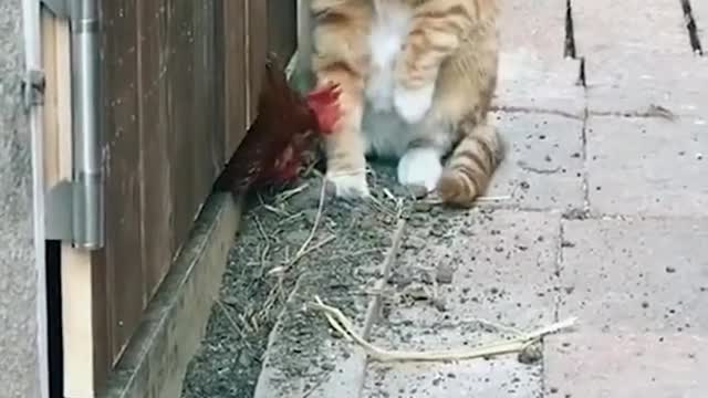 Funny Cat vs Chicken - Funny Cat Videos