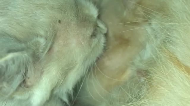 A little cat suckling from her mother.😨