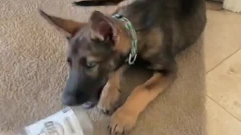 Puppy German Sheppard Tera with Gatorade bottle