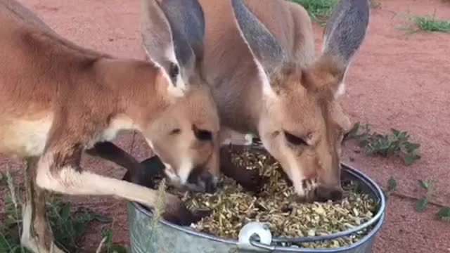 Madeleine and Sebastian Love Their Grain