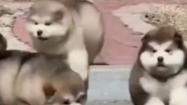 OMG! Cute Puppy Baby Alaskan Malamute Moments Making You LAUGH - Dog's Life - Best Dog Videos