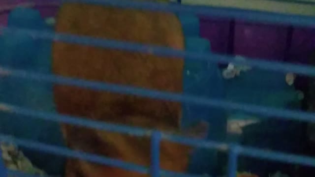 Hamster life