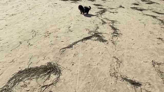 Yorkshire Terrier on the beach (3 months)