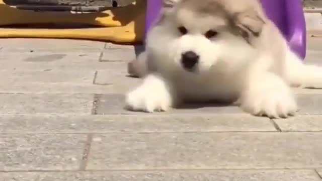 Funny Dog Videos 2021 It's time to LAUGH with Dog's life246