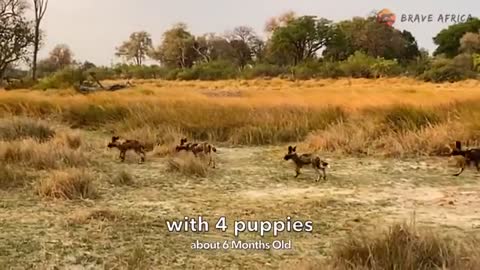 African Wild Dog Hunt with Puppies_Cut.mp4