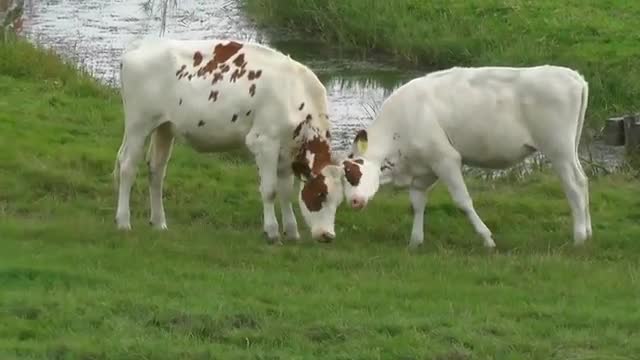 cow vs cow - watch now