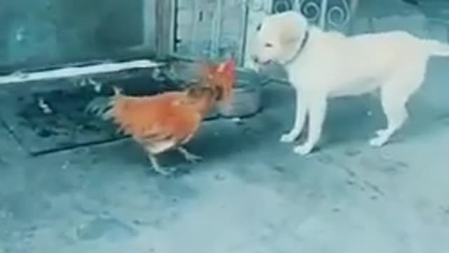 sneaky dog | funny dog video | dog vs cock | Try not to laugh