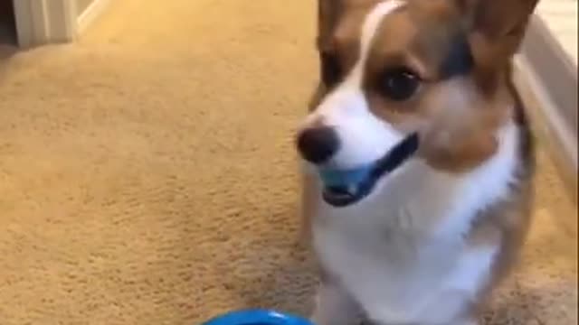 Dog training