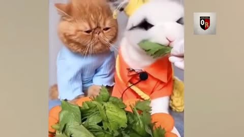 #-caes-e-gatos-engraçados para rir mesmo#