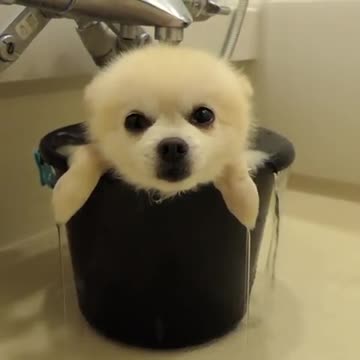 Pomeranian Almost Falls Asleep During Relaxing Bath Time