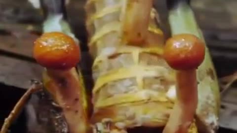 Ant or Zombie?