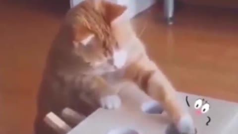 Funny cat video