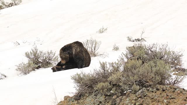 Bear and Cubs Playing Together in the Snow