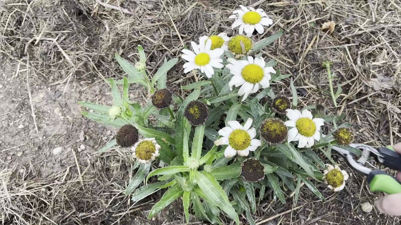 It's July! What Do We Plant NOW?