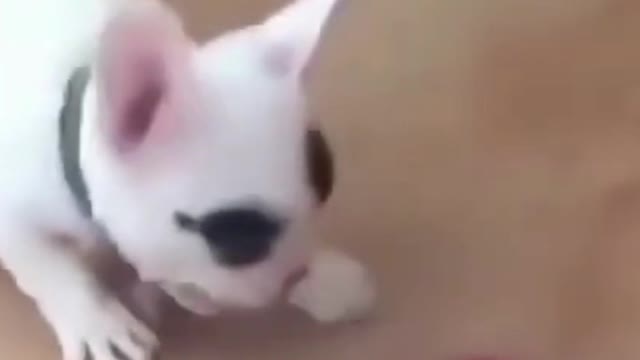 Cute Funny Dog Scared of His Toy