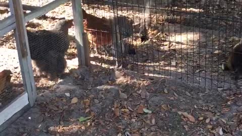 Baby Chicks and Moving!