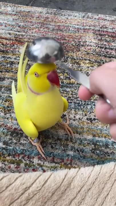 FUNNY AND CUTE BIRDS 🐦🐦🐦🐦🐦