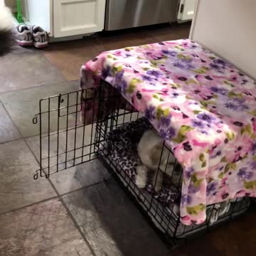 Funny Dog Protects Her Food