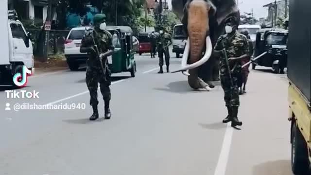 Elephant on sri lanka