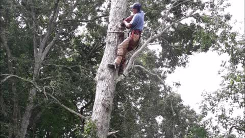 Skyscraper Tree Service - (508) 276-4154