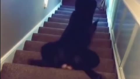 Dog Is Going Down Stairs Funny