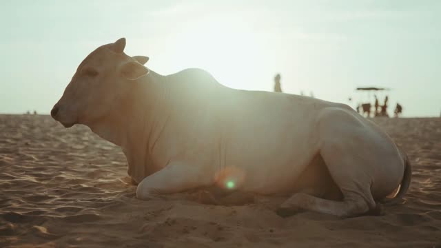 Indian cow