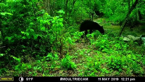 Ozark Black Bear