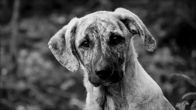 Dog Grieve the Loss of their Owner’s