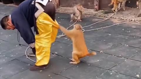 Pet funny