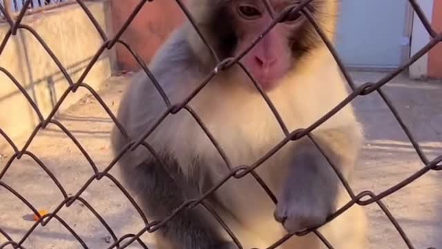MONKEY