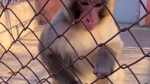 MONKEY