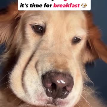 Funny moments with my dog #35🐕🐶