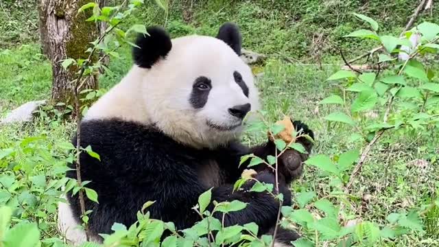 Giant pandas living in the wild