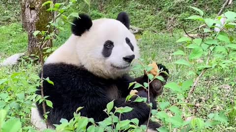 Giant pandas living in the wild