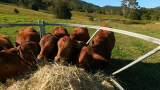 Doughtmaster Cattle - its Monday Bale of Rhodes Grass Day