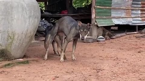 #fanfunnydogs #funny #puppie #puppy Babay Brown Black Play in farm Funny Puppy Because they lovely