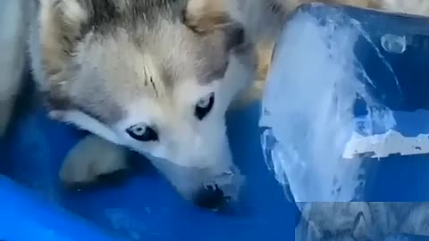 The dog is bubbling in the water