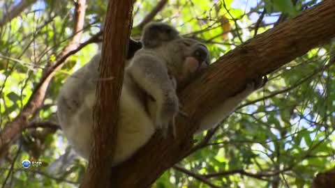 Can a koala jump?