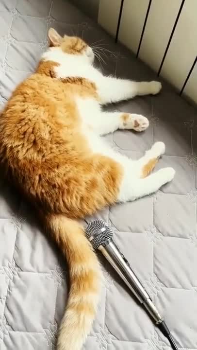 Funny cat 😃 || #short #shorts #video #cats #cats #lovers #funny #videos #meowing #tv #sounds