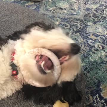 Cat Thinks Jemma is nuts