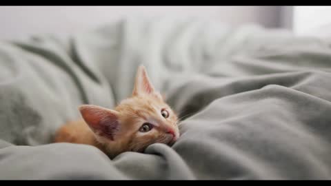 Close up of a ginger cat lying on bed in a bedroom at home