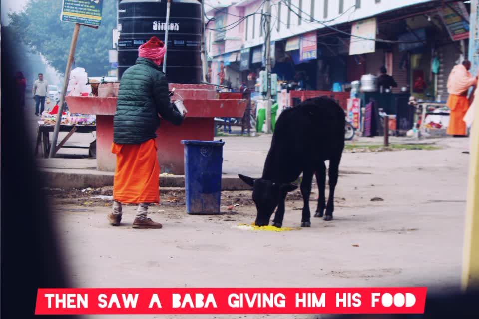 Save Animals Save Humanity