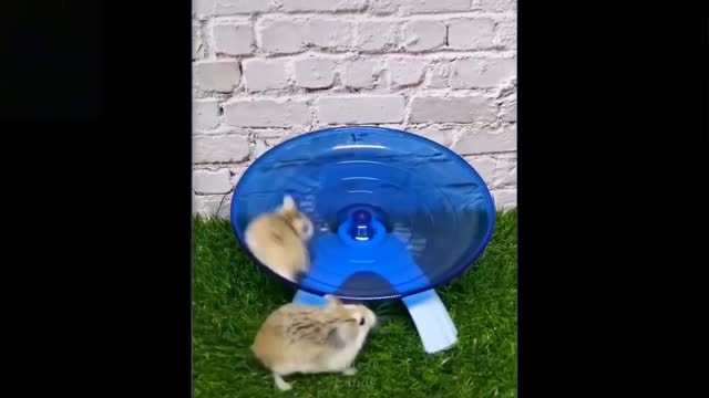Try not to laugh adorable and funny pets