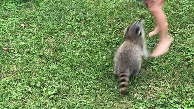 Pet Raccoon Plays with Ball in Backyard