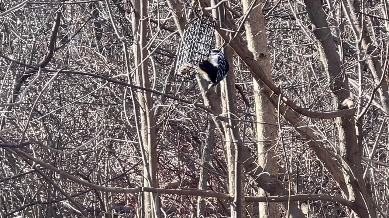 Huge Hairy Woodpecker at the suet feeder