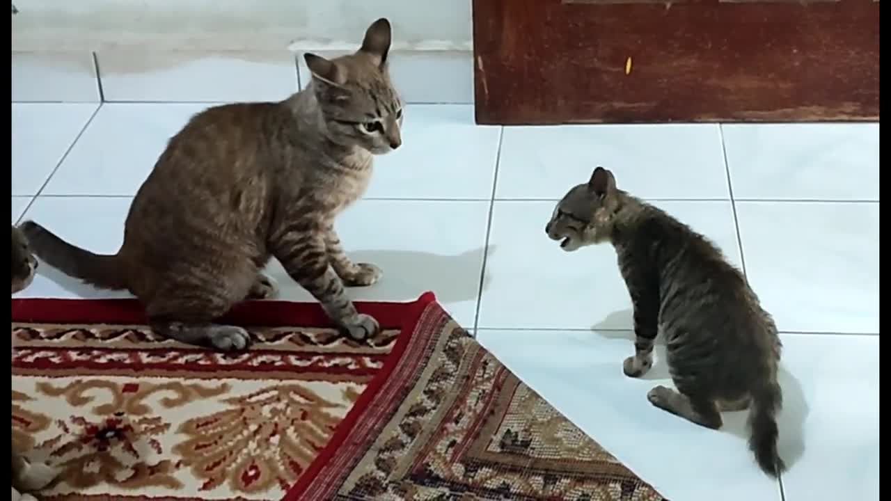 Funny Cats๐๐!!