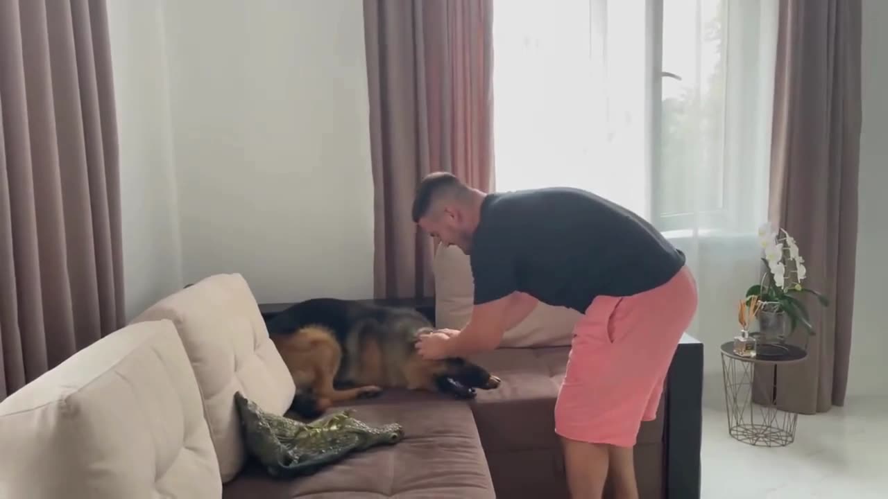 Pranking a German Shepherd: Funny Reaction to Crocodile Mask #prank #animalpranks #funnyvideo