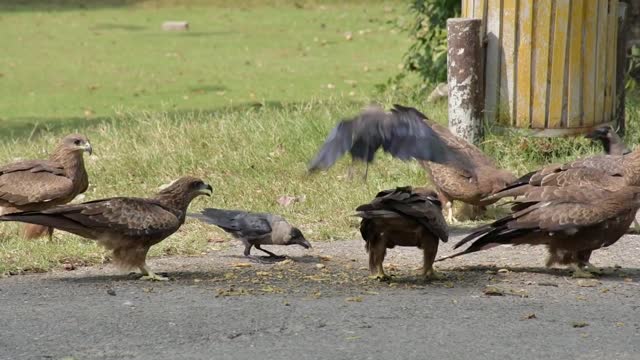 Black kite cheel attacking for food