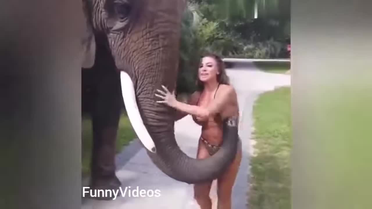 Funny Animals Videos Funny Girl Video Funny girl Fails funny zoo Animals